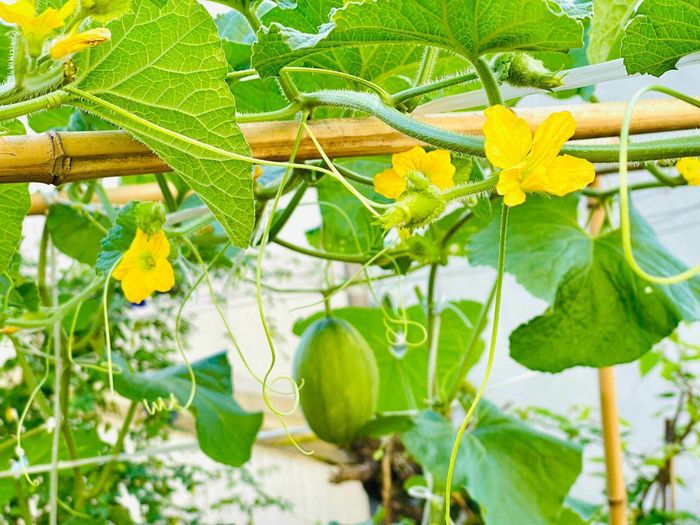 Mẹ đảm biến mái nhà rêu mốc thành sân vườn xanh mướt và cực chill