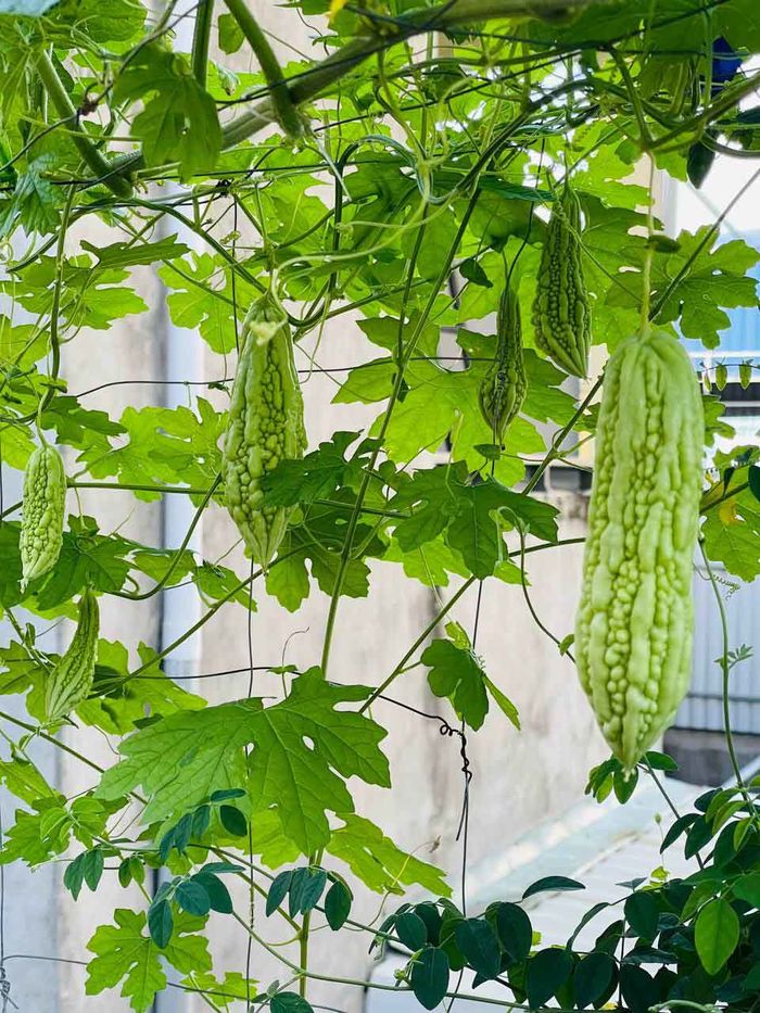Mẹ đảm biến mái nhà rêu mốc thành sân vườn xanh mướt và cực chill