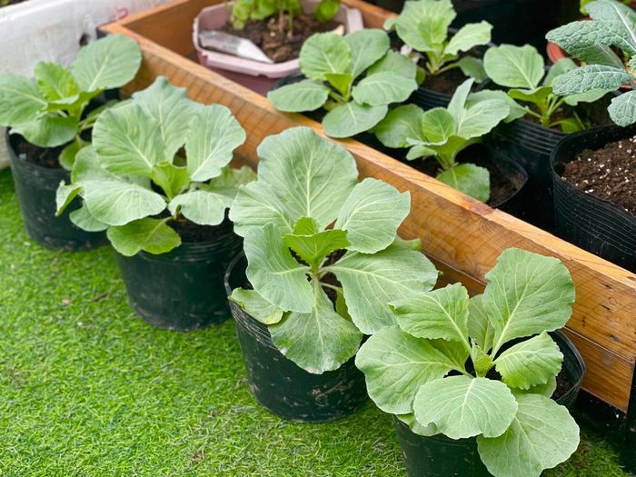 Mẹ đảm biến mái nhà rêu mốc thành sân vườn xanh mướt và cực chill