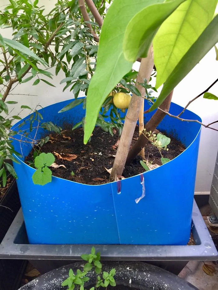 Mẹ trẻ chỉ cách trồng táo mini trên sân thượng cành nào cũng trĩu quả