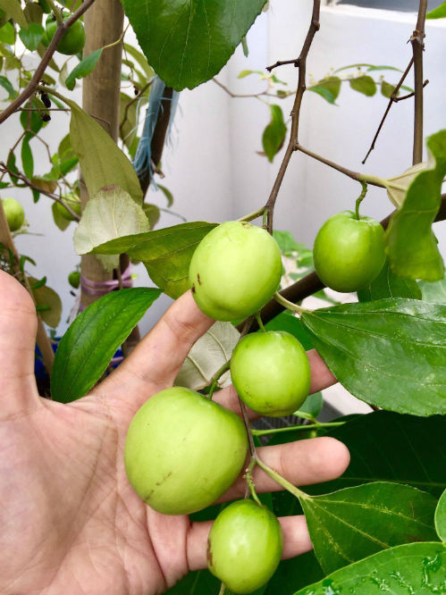 Mẹ trẻ chỉ cách trồng táo mini trên sân thượng cành nào cũng trĩu quả