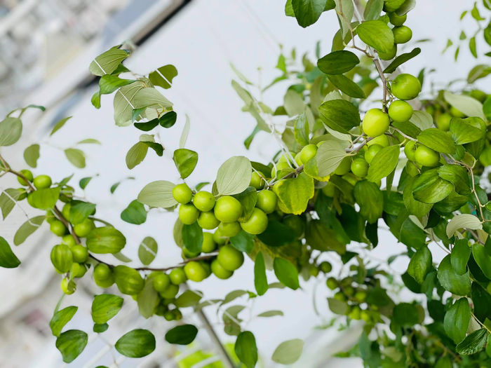 Mẹ trẻ chỉ cách trồng táo mini trên sân thượng cành nào cũng trĩu quả
