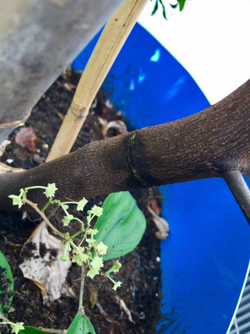 Mẹ trẻ chỉ cách trồng táo mini trên sân thượng cành nào cũng trĩu quả