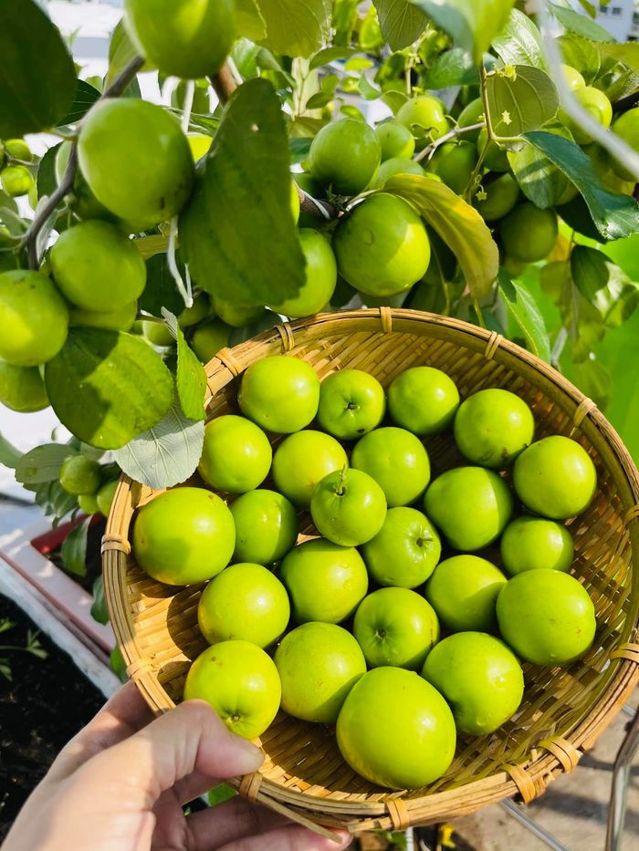 Mẹ trẻ chỉ cách trồng táo mini trên sân thượng cành nào cũng trĩu quả