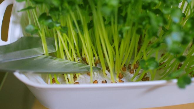 Mẹ Việt ở Nhật bày cách trồng rau mầm không tốn sức, có ăn quanh năm