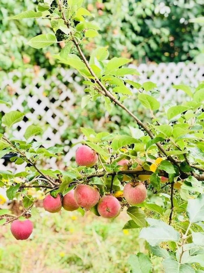 Ngắm vườn rau quả của các HH Việt ở trời Tây: Trồng cho đỡ nhớ quê