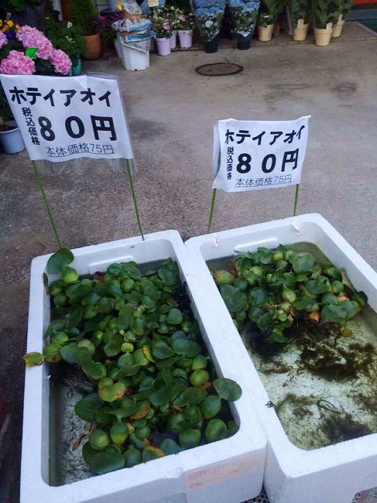 Những thứ rẻ bèo ở VN vào siêu thị Nhật cực đắt: Hạt mít 200 ngàn/kg