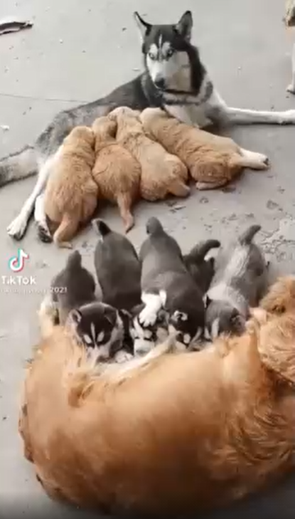 Pha nhầm chuồng kinh điển, hai đàn chó con bú nhầm chó mẹ