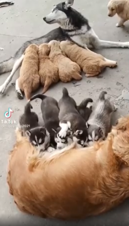 Pha nhầm chuồng kinh điển, hai đàn chó con bú nhầm chó mẹ