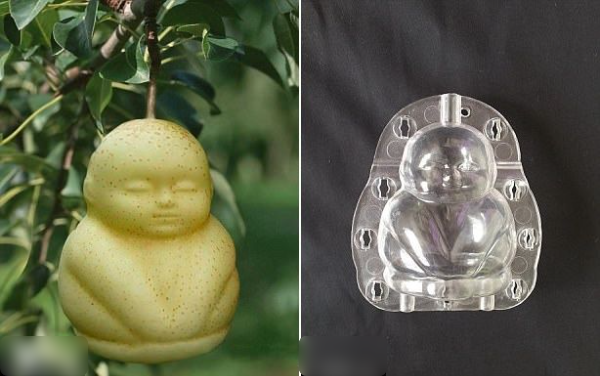 Quả bí được tạo hình chai nước, CDM: Sâm bí đao nhà trồng là đây
