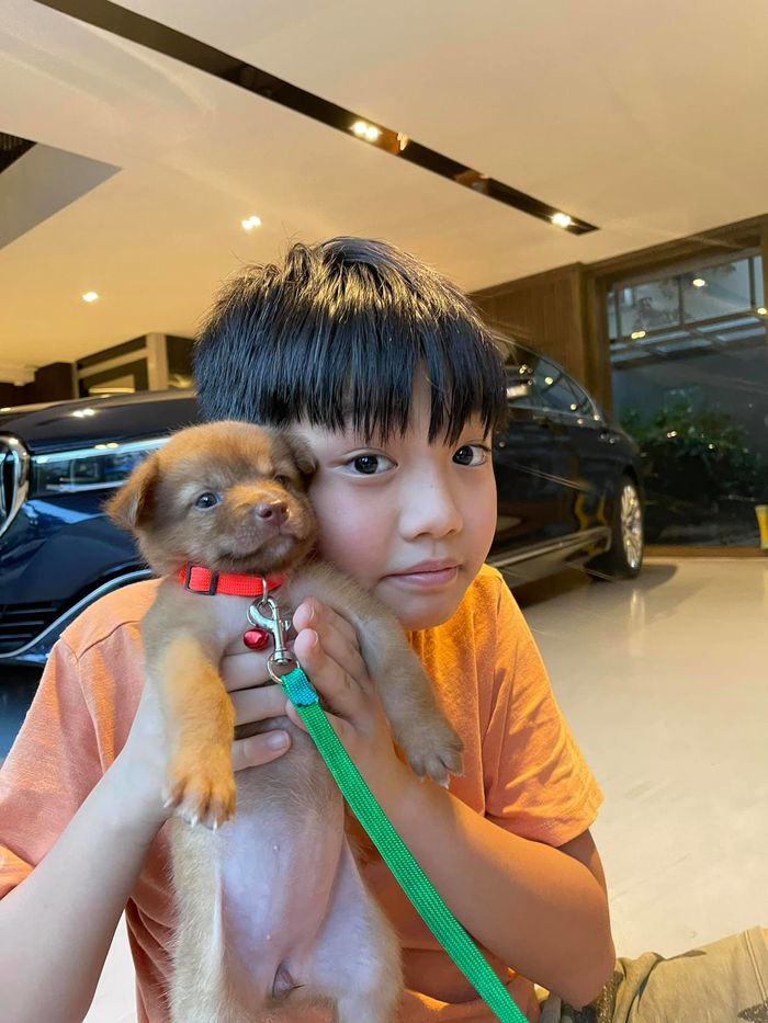 Sao hành động đẹp với động vật: Quang Lê cứu 5 bé cún đáng thương