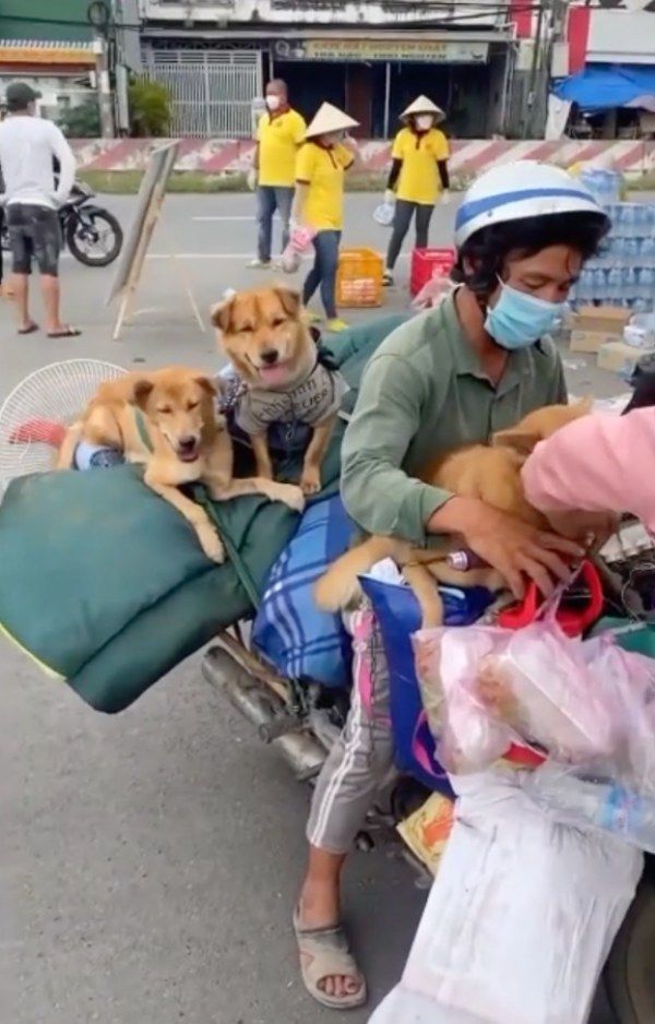 Sao hành động đẹp với động vật: Quang Lê cứu 5 bé cún đáng thương