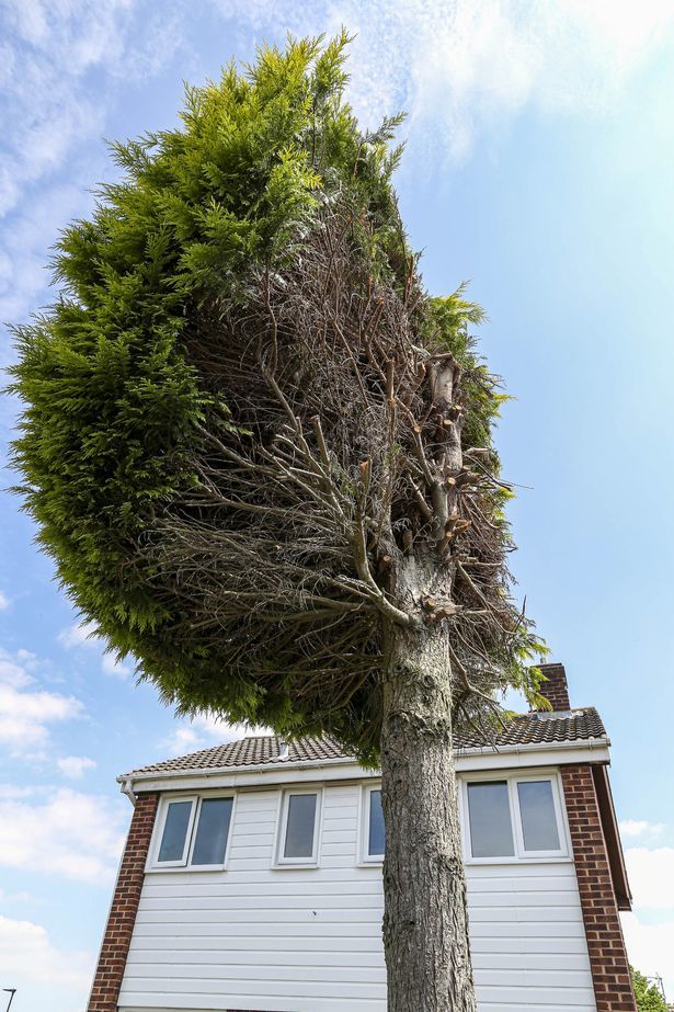Bà hàng xóm quyết chặt nửa tán cây vì mọc lấn sang nhà mình