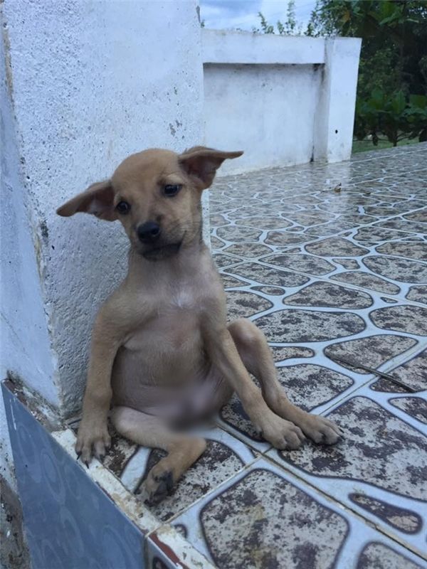 Cún anh ôm cún em vào lòng để bảo vệ: Đừng sợ, có anh đây rồi!