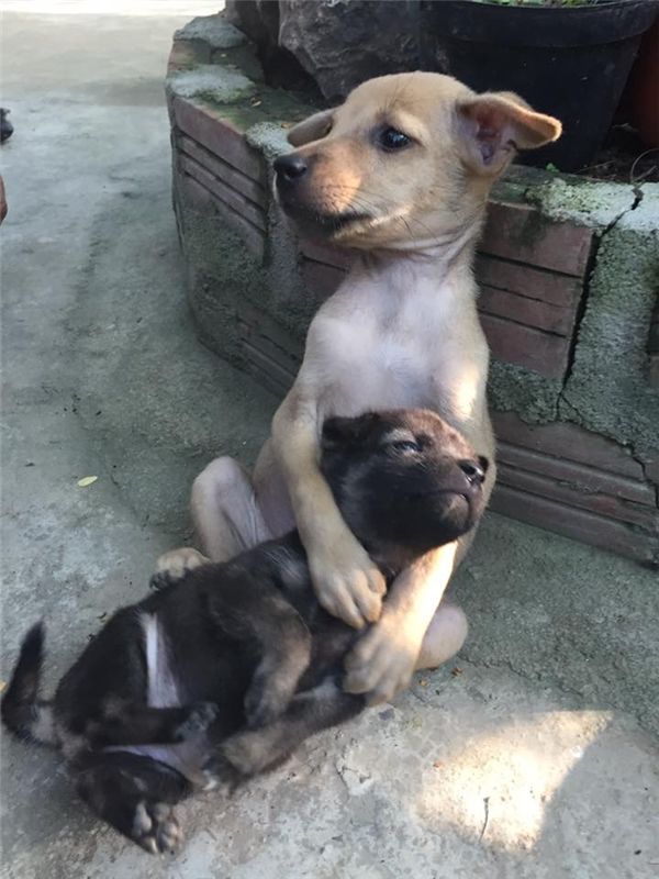 Cún anh ôm cún em vào lòng để bảo vệ: Đừng sợ, có anh đây rồi!