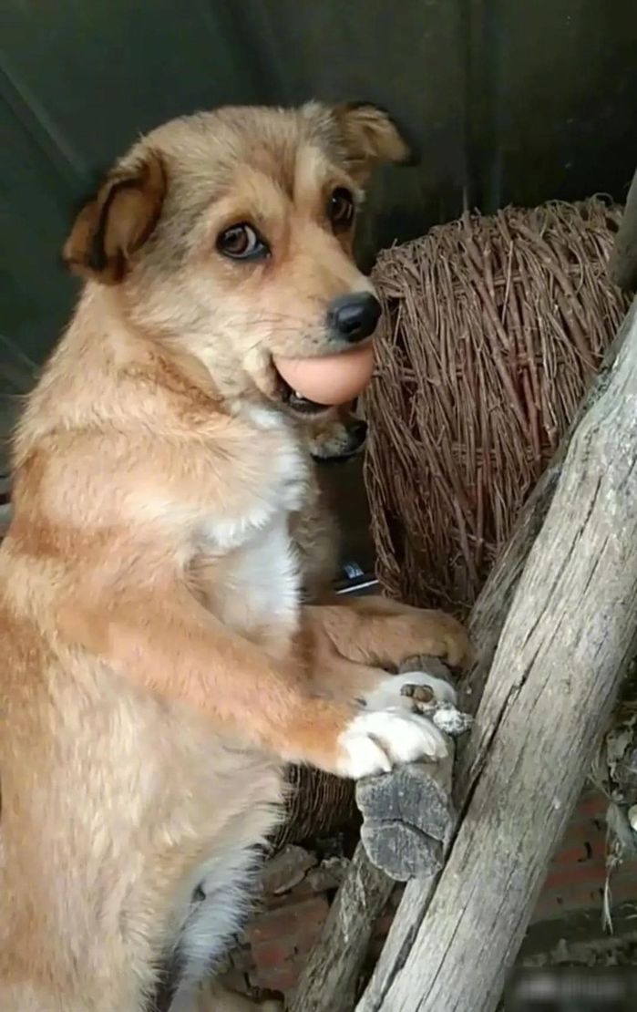 Hai chú chó mặt tiu nghỉu vì bị chủ phạt đứng góc tường tội bày bừa