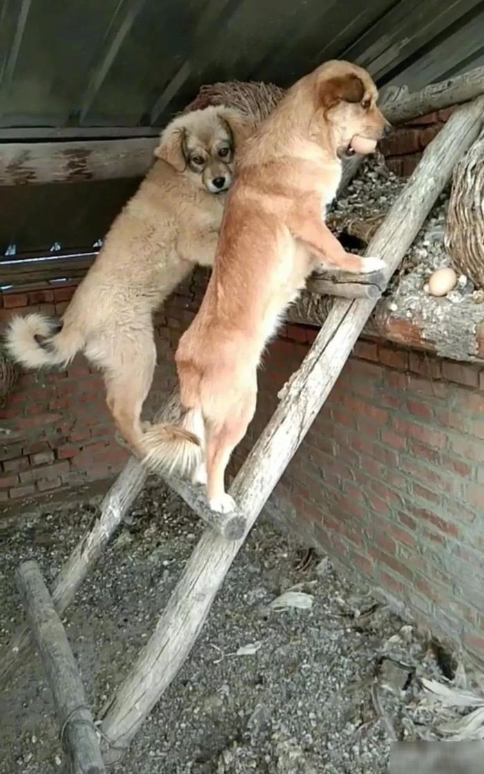 Hai chú chó mặt tiu nghỉu vì bị chủ phạt đứng góc tường tội bày bừa