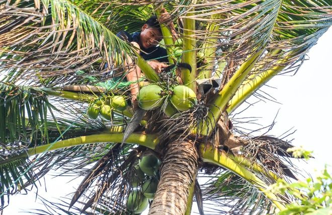 Trái cây Việt nâng tầm quốc tế: vải 500k/kg vẫn chưa bằng dừa sáp