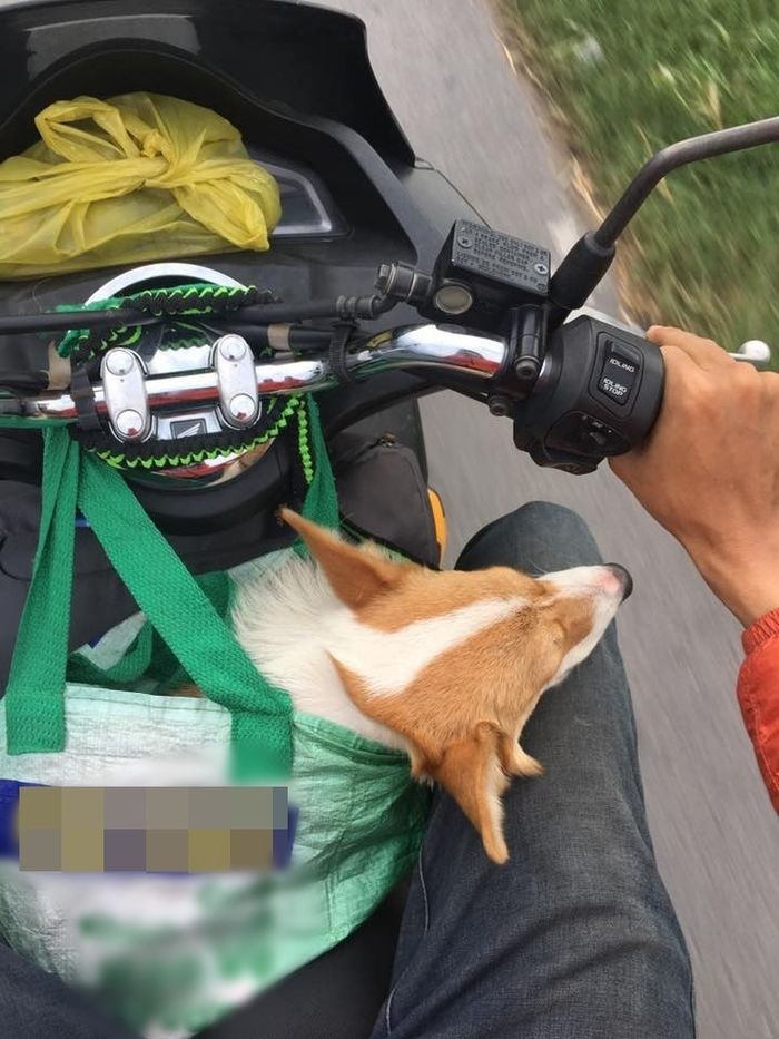 Vợ chồng Lão Hạc hồi hương chở theo 5 cậu vàng: rau cháo nuôi nhau