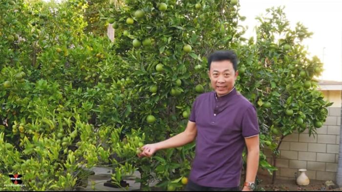 Vườn trái cây siêu rộng nhà sao Việt tại hải ngoại: Vân Sơn trúng đậm