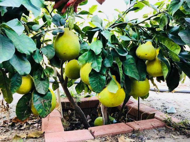 Vườn trái cây siêu rộng nhà sao Việt tại hải ngoại: Vân Sơn trúng đậm