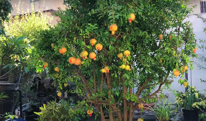 Vườn trái cây siêu rộng nhà sao Việt tại hải ngoại: Vân Sơn trúng đậm