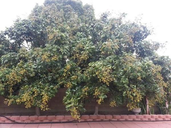 Vườn trái cây siêu rộng nhà sao Việt tại hải ngoại: Vân Sơn trúng đậm