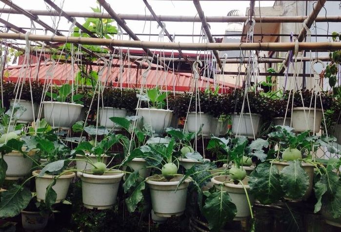 Vườn treo trên sân thượng 40m2 tươi tốt mơn mởn, mùa nào thức nấy