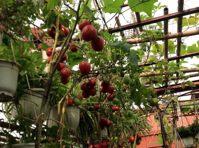 Vườn treo trên sân thượng 40m2 tươi tốt mơn mởn, mùa nào thức nấy