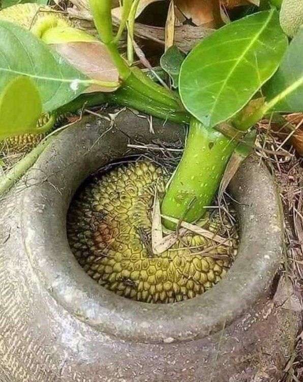 Xem rau củ tạo nét, làm trò: Hết chui hàng rào, lại đột biến khó tin