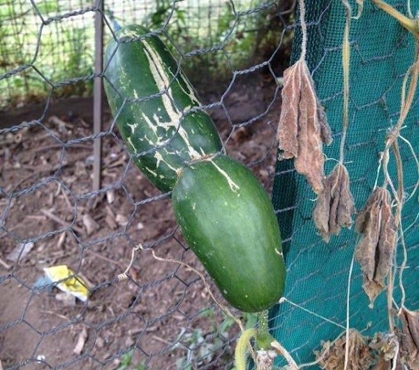 Xem rau củ tạo nét, làm trò: Hết chui hàng rào, lại đột biến khó tin