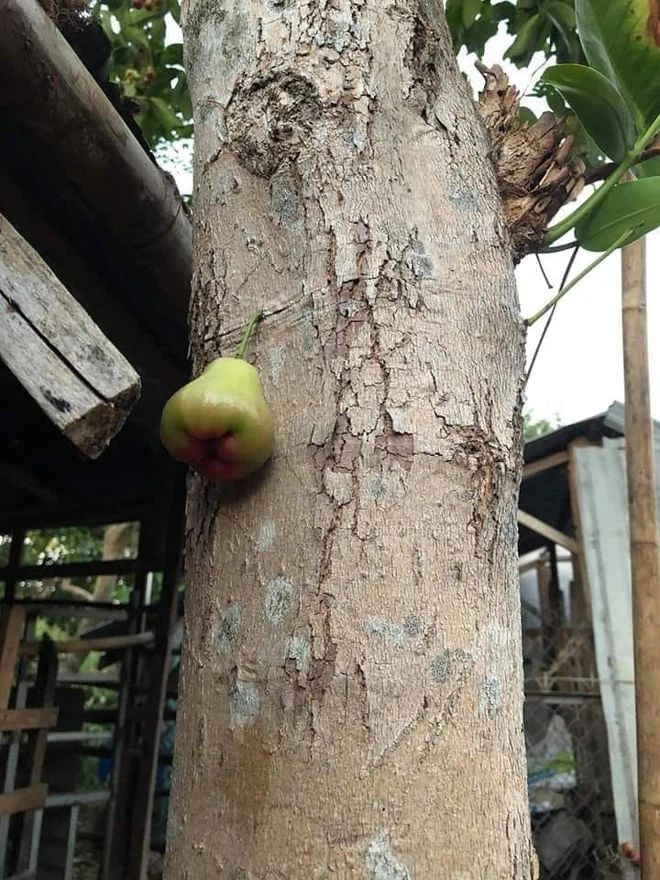Xem rau củ tạo nét, làm trò: Hết chui hàng rào, lại đột biến khó tin