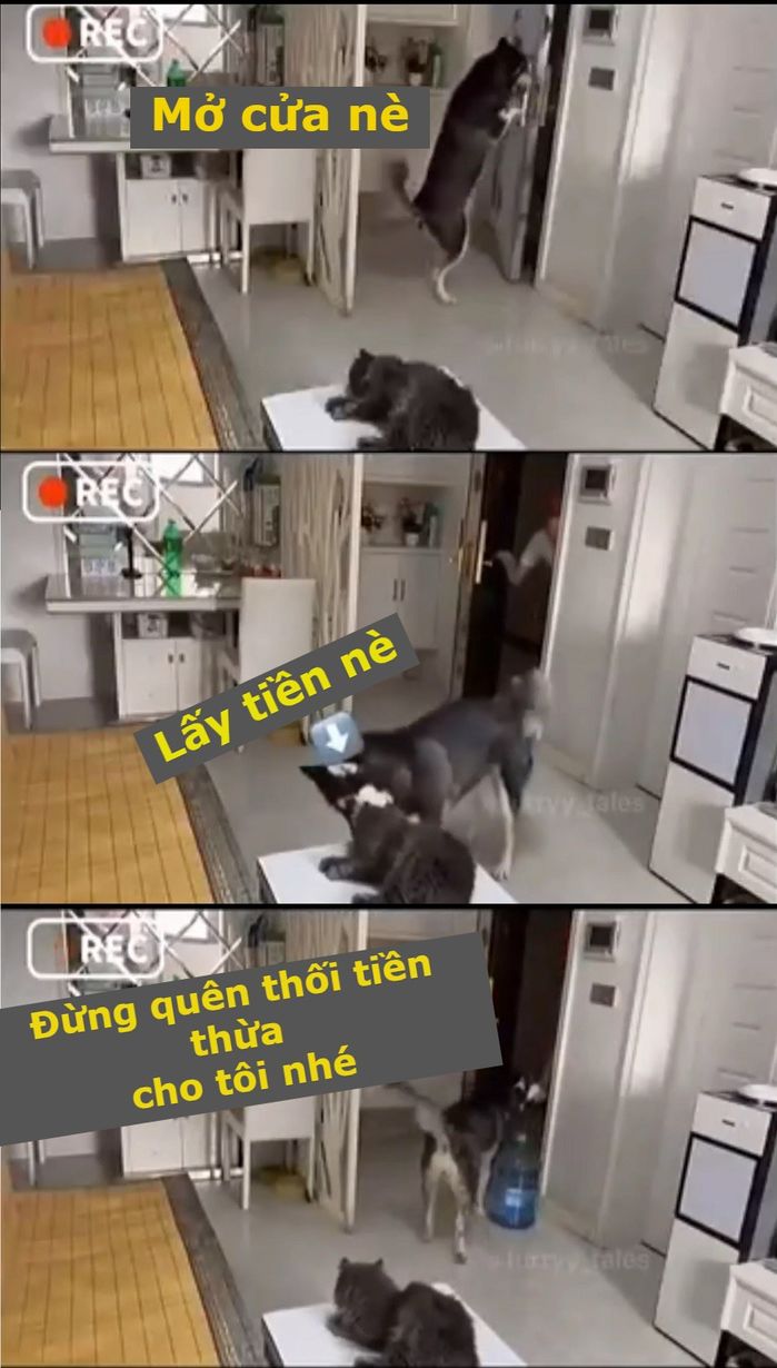 Chú chó nhận hàng giúp sen tại anh shipper quá quen mặt