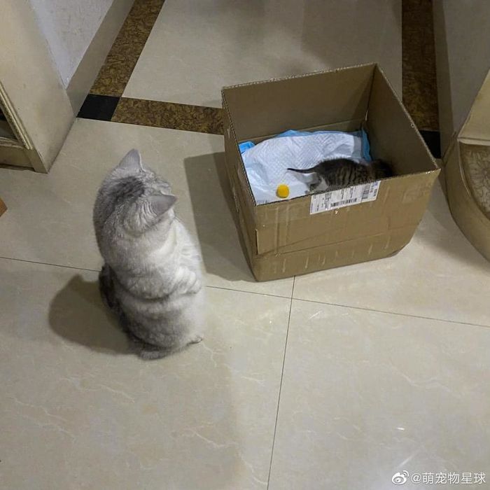 Chú mèo buồn thiu như mất sổ gạo vì mèo em giành chỗ ở
