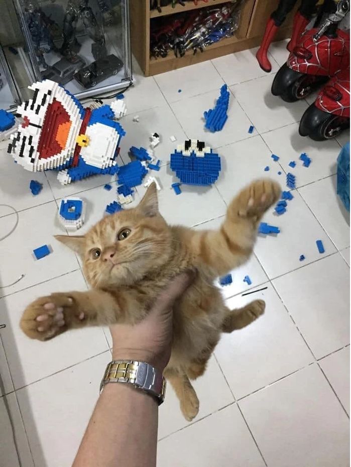 Chú mèo buồn thiu như mất sổ gạo vì mèo em giành chỗ ở