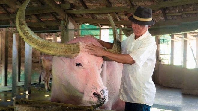 Biết chủ qua đời, chú trâu cắn dây đến trước quan tài lạy tạ ơn
