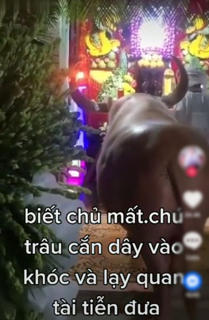 Biết chủ qua đời, chú trâu cắn dây đến trước quan tài lạy tạ ơn