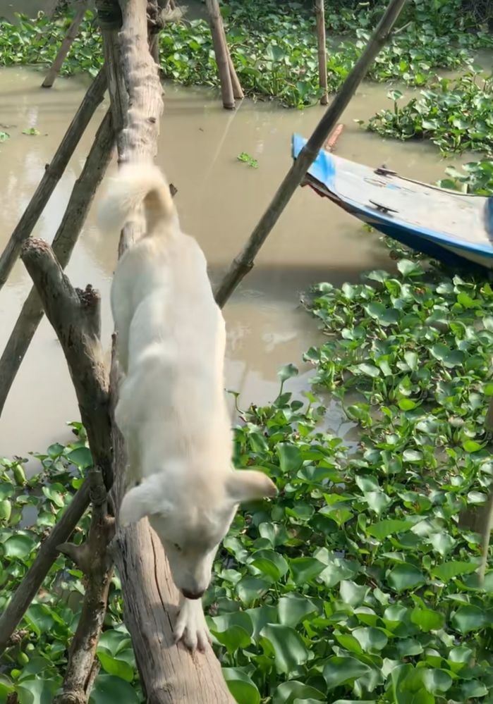 Boss trổ tài đi cầu khỉ điêu luyện: Nó đi còn giỏi hơn mình.