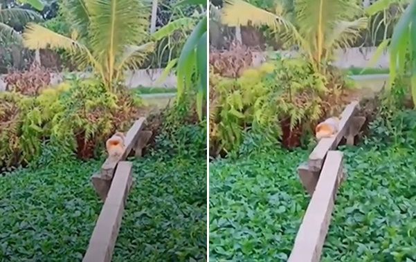 Boss trổ tài đi cầu khỉ điêu luyện: Nó đi còn giỏi hơn mình.