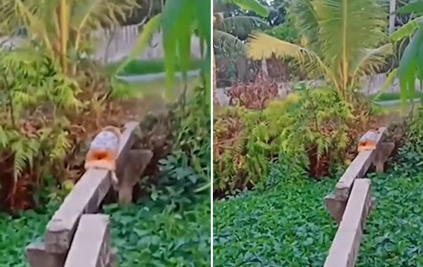 Boss trổ tài đi cầu khỉ điêu luyện: Nó đi còn giỏi hơn mình.