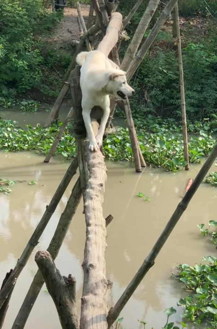 Boss trổ tài đi cầu khỉ điêu luyện: Nó đi còn giỏi hơn mình.