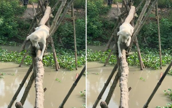 Boss trổ tài đi cầu khỉ điêu luyện: Nó đi còn giỏi hơn mình.