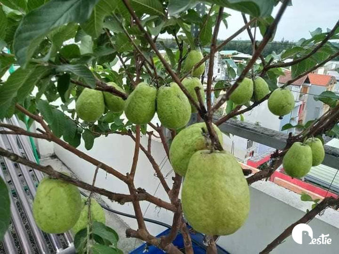 Vườn trái cây trên sân thượng: Ổi nho trĩu quả, bầu bí ăn cả năm