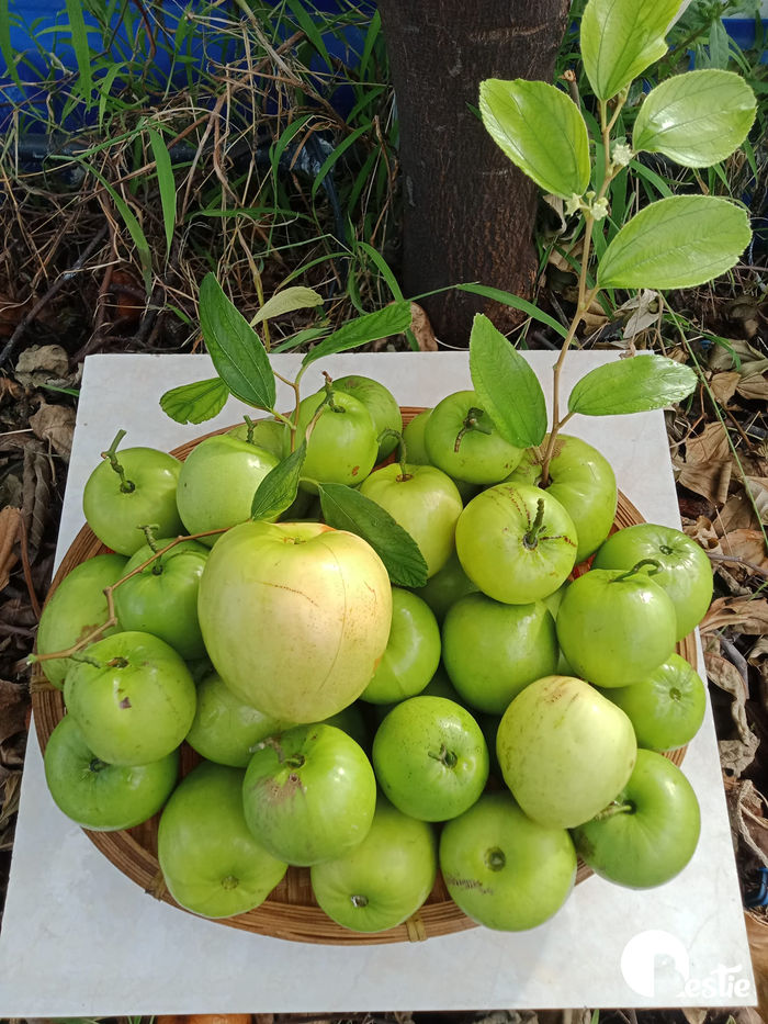 Vườn trái cây trên sân thượng: Ổi nho trĩu quả, bầu bí ăn cả năm