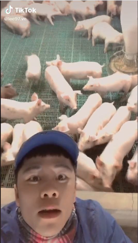 Chàng trai hát say sưa dưới sự cổ vũ nhiệt tình của đàn lợn