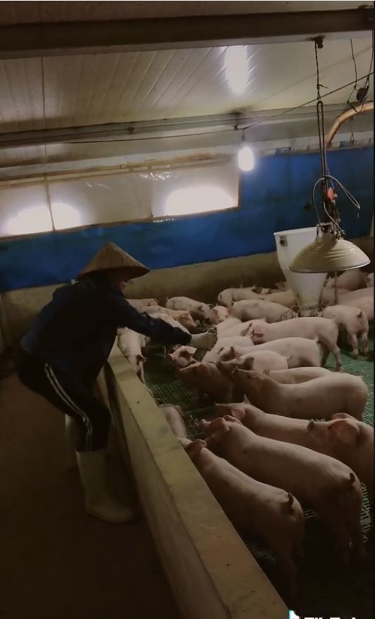 Chàng trai hát say sưa dưới sự cổ vũ nhiệt tình của đàn lợn