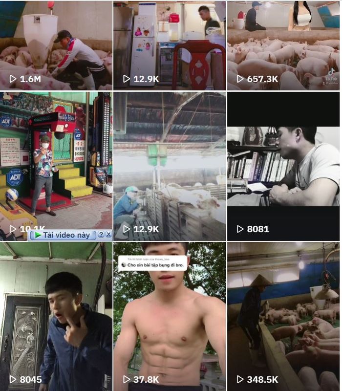 Chàng trai hát say sưa dưới sự cổ vũ nhiệt tình của đàn lợn