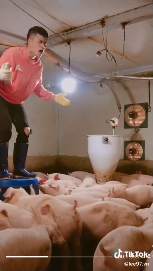 Chàng trai hát say sưa dưới sự cổ vũ nhiệt tình của đàn lợn