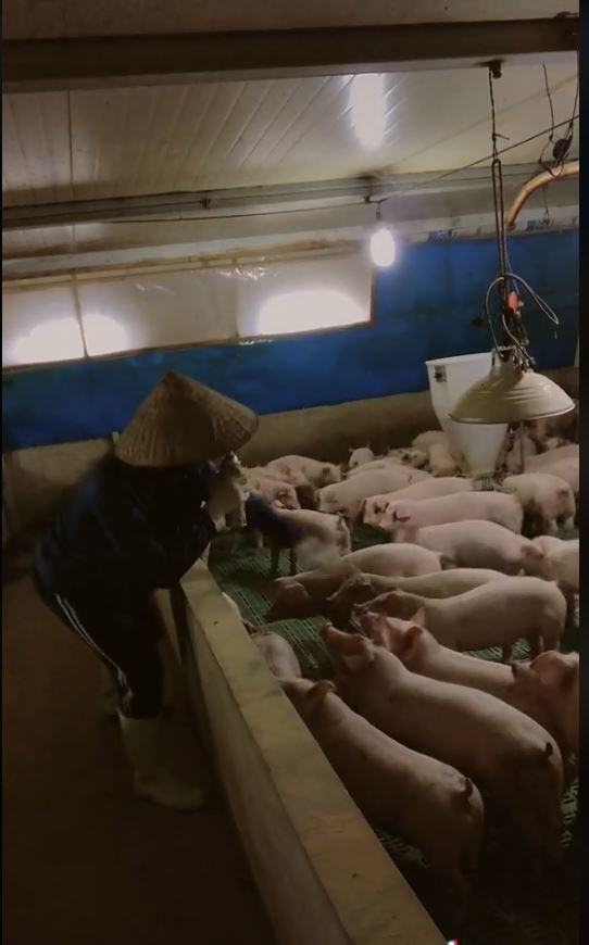 Chàng trai hát say sưa dưới sự cổ vũ nhiệt tình của đàn lợn