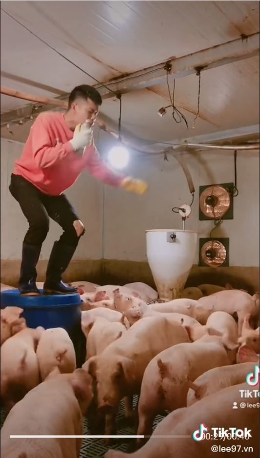 Chàng trai hát say sưa dưới sự cổ vũ nhiệt tình của đàn lợn